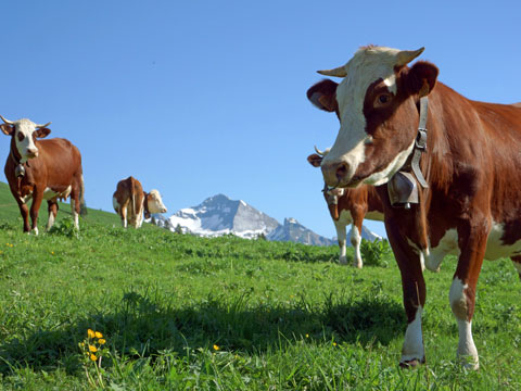 Elevage fermier Haute Savoie vache dans les alpages de Haute Savoie