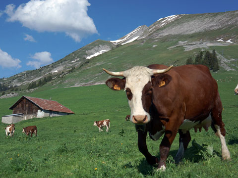 Ferme d'alpage de Manigod vente de reblochon fermier et tomme de montagne