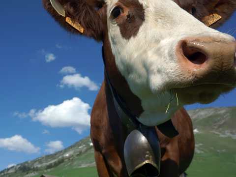 Portrait de vache vache abondance des Aravis