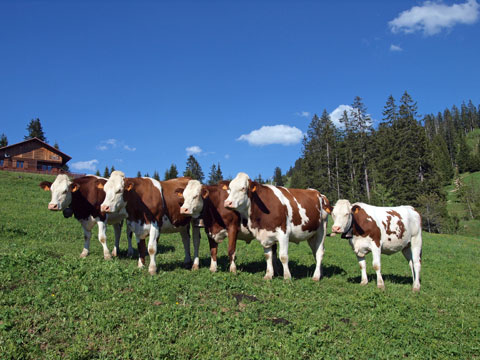 Troupeau de vaches dans les Alpes La Croix Fry alpage de Manigod fabrication de reblochon