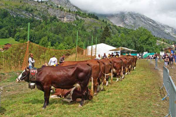 fête traditionnelle savoyarde Haute Savoie